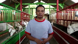 Seri Ternak Kambing #1. Sehat dengan Kandang Panggung