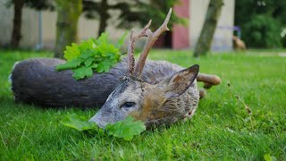 Videotagebuch 2022 - Aufgang der Bockjagd