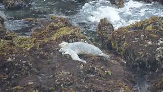 Mother and Baby Seal - Yaquina Head - Newport, Oregon