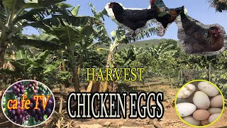 Harvest Chicken Eggs - Take care of Black Ducks - Nature | cafe TV