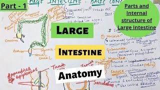 LARGE INTESTINE ANATOMY | PARTS AND INTERNAL STRUCTURE | PART 1