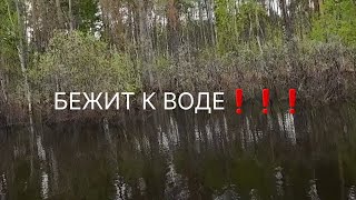 СТРАШНО ДО ЖУТИ❗️ МЕДВЕДЬ НА РЫБАЛКЕ  #медведь #рыбалка