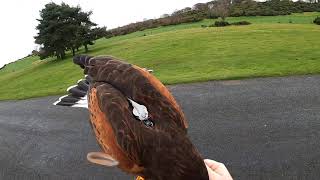 Male Harris Hawk Hunting Crows #5