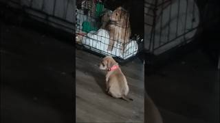 Puppy Pulling Shoe Lace