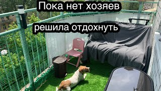 Джек Рассел решил отдохнуть