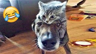 Try Not To Laugh Dogs And Cats 😁 - Best Funniest Animals Video 2024 - Part 24