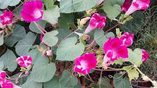 pink flower plant | plant with pink flowers and green leaves