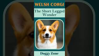 Welsh Corgi: The Short Legged Wonder | Dog Breeds | Dog Lovers