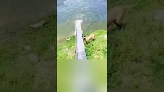 Dog catch fish short #viral #short