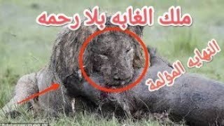 كيف ينهي الأسد حياته (نهايه ملك الغابه)#animals #lion #الاسد