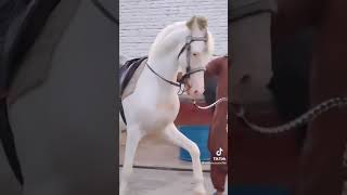 Only For Horse 🐴🐎🐴 Lovers ❤️.