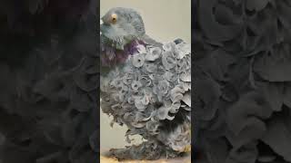 beautiful Pigeons colorfull Pigeons wow