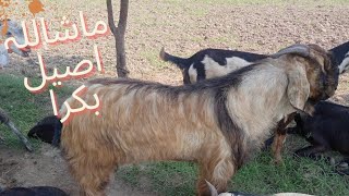 Mashallah Sweet Goat 😑vlog14  /Muhammad amir sial