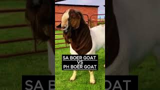 #shortsvideo #goatbreeder #goatfarming #boergoats bOER gOAT