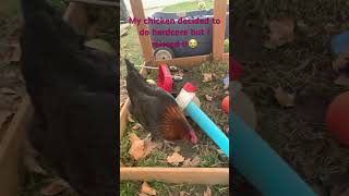 Firecracker wanted to do hardcore!😆🐓🐾💗 #animals #cute #chicken #funny #hardcore