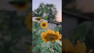 iPhone 13 Cinematic Mode | Sunflower Afyonkarahisar #iphone #cinematic #4k #shorts #shortsvideo