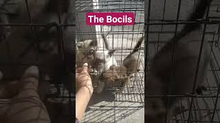 THE BOCILS SIAMESE & BURMESE CATS. #kucing #siamese #kucingsiam #burmese #kucingburma #cats #cat