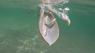 Feeding Pelicans Underwater