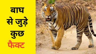 बाघ से जुड़े कुछ फैक्ट | Some facts related to tiger | #shorts #rescue