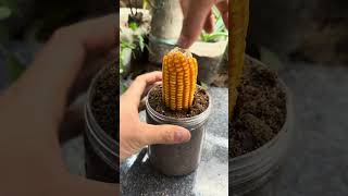 How to grow corn #shorts