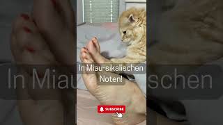 Lustige Katzenwitze #shorts #cat #funny #funnyshorts #viralvideo #viralshorts #cute #cutecat #jokes