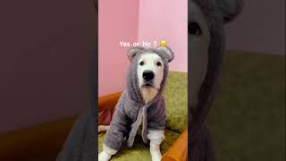 Yes or No ? 🤭 be honest ❤️😍😅 #puppylife #funnydogvideos #dogshorts #reelsinstagram