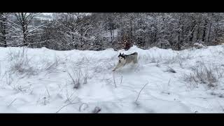 Happy Husky 🐺🌨❄️🌨♥️