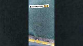 viral, ikan tornado ... berpusing pusing 🤣🤣 #shorts