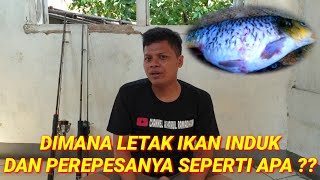 Dimana letak ikan indukkan dan perepesannya seperti apa ??? #050