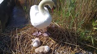 Baby Swans love!!!