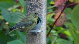 Greenfinch Awesome HD Footage Fuji HS-10 Carduelis chloris