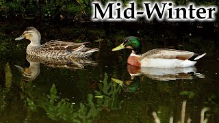 Sunny Mid-Winter Mallards Whiteheads Kingfisher & More #4k #birds #birdsong #newzealand