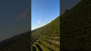 Stunning vineyard drone footage by Marco Cane. Impressive work! 🍇 @marcomalicane #vineyard