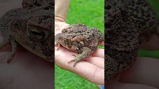 Check Out Who Was Camped Out In My Rain Gutter!  #nature #naturelovers