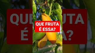 NÃO CONHEÇO. #roça #shortvideo #interior #frutos #mata #flora #bahia #shorts #short #caipira