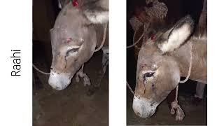 Reckless Driver Harms Exhausted Donkey 💔