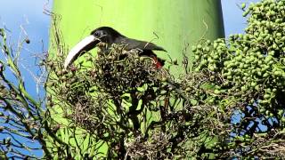 araçari-de-bico-branco (Pteroglossus aracari)