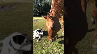 Sassy Mare Talks with her Hoof!