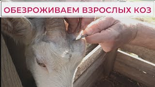 Надеваем резинки козам на рога. Как обезрожить козу. 12 января 2022 г.