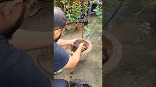 Hybrid Rose Plant Repotting. #shorts #trending #viralvideo #ytshorts #gardening