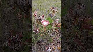 #Shorts Protea   Fynbos figuring things out