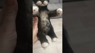 КРАШУ КОТИКОВ🐾РЕАЛИСТИЧНЫЕ ИГРУШКИ/ХОББИ