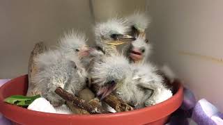 Snowy Egrets Rescued From Fallen Oakland Tree