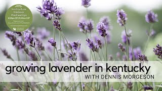 Growing Lavender in Kentucky