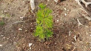 Umbrella Pine - Sciadopitys Verticillata  in the UK  - "Big Fillip"