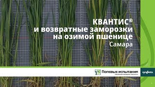 КВАНТИС и возвратные холода, Самара