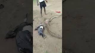 The python was caught swallowing a pregnant goat