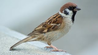 Beauty of Nature - Sparrows