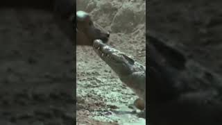 The Nile Crocodile vs Buffalo #shorts #crocodile #wildlife