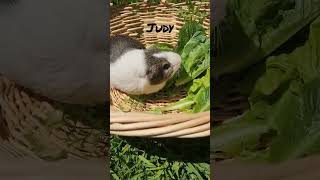 Judy the guinea pig eating veggies #pets #cute